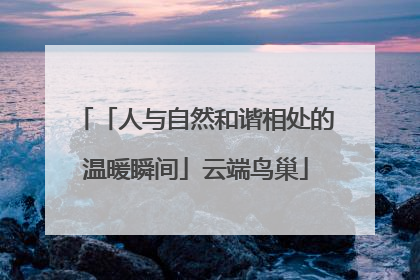 「人与自然和谐相处的温暖瞬间」云端鸟巢