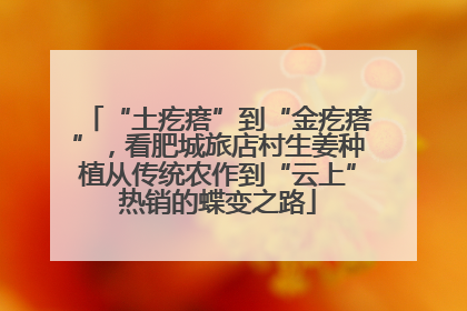 “土疙瘩”到“金疙瘩”，看肥城旅店村生姜种植从传统农作到“云上”热销的蝶变之路