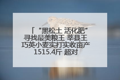 “黑松土 活化肥”寻找最美粮王 莘县王巧英小麦实打实收亩产1515.4斤 超对照田144斤！