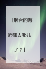 烟台的海鸥都去哪儿了？