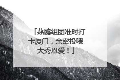 燕鸥组团准时打卡厦门，亲密投喂大秀恩爱！