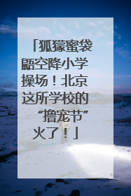 狐獴蜜袋鼯空降小学操场！北京这所学校的“撸宠节”火了！