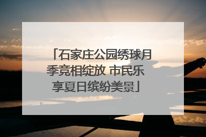 石家庄公园绣球月季竞相绽放 市民乐享夏日缤纷美景