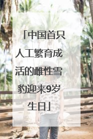 中国首只人工繁育成活的雌性雪豹迎来9岁生日