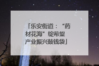 乐安街道：“药材花海”绽希望 产业振兴鼓钱袋