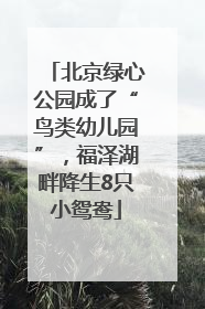北京绿心公园成了“鸟类幼儿园”，福泽湖畔降生8只小鸳鸯