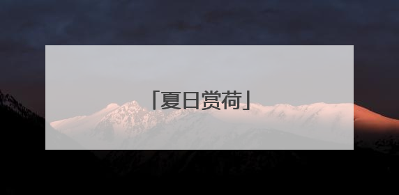 夏日赏荷