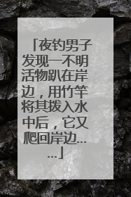 夜钓男子发现一不明活物趴在岸边，用竹竿将其拨入水中后，它又爬回岸边……