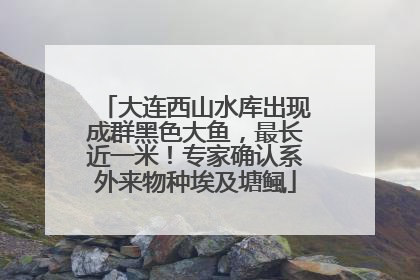 大连西山水库出现成群黑色大鱼，最长近一米！专家确认系外来物种埃及塘鲺
