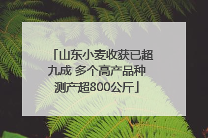 山东小麦收获已超九成 多个高产品种测产超800公斤
