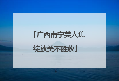 广西南宁美人蕉绽放美不胜收