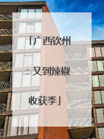 广西钦州：又到辣椒收获季