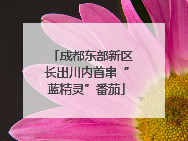 成都东部新区长出川内首串“蓝精灵”番茄