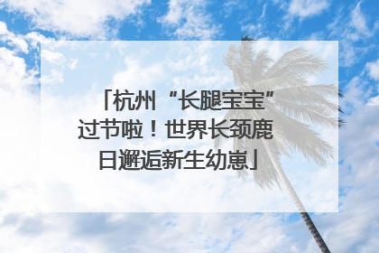 杭州“长腿宝宝”过节啦！世界长颈鹿日邂逅新生幼崽