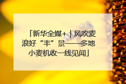 新华全媒+｜风吹麦浪好“丰”景——多地小麦机收一线见闻