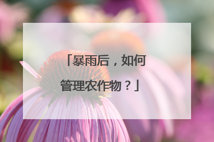 暴雨后，如何管理农作物？