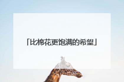 比棉花更饱满的希望