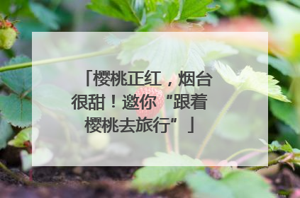 樱桃正红，烟台很甜！邀你“跟着樱桃去旅行”