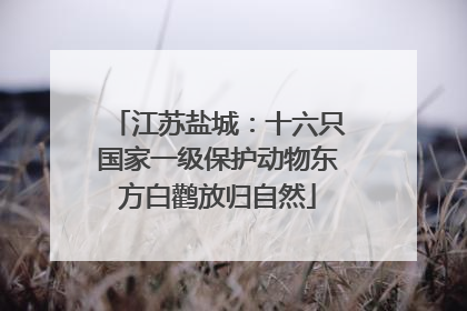 江苏盐城：十六只国家一级保护动物东方白鹳放归自然