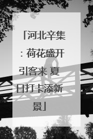 河北辛集：荷花盛开引客来 夏日打卡添新景