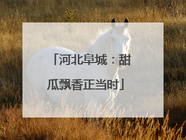 河北阜城：甜瓜飘香正当时
