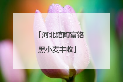 河北馆陶富铬黑小麦丰收