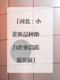 河北：小麦新品种助力农业高质量发展