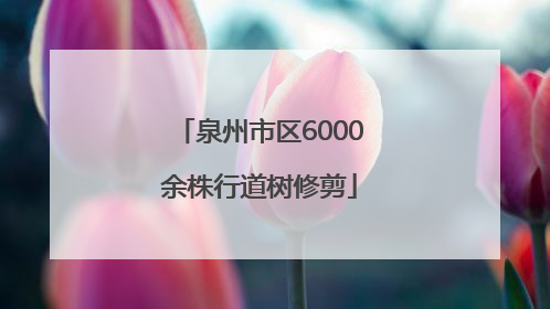 泉州市区6000余株行道树修剪