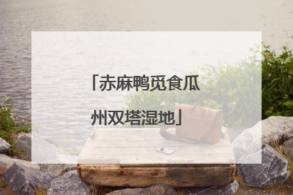赤麻鸭觅食瓜州双塔湿地
