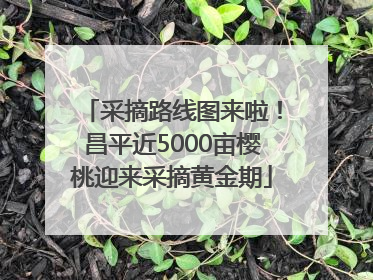 采摘路线图来啦！昌平近5000亩樱桃迎来采摘黄金期