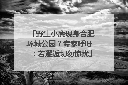 野生小麂现身合肥环城公园？专家呼吁：若邂逅切勿惊扰